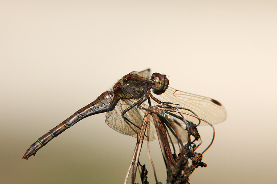 Sympetrum striolatum