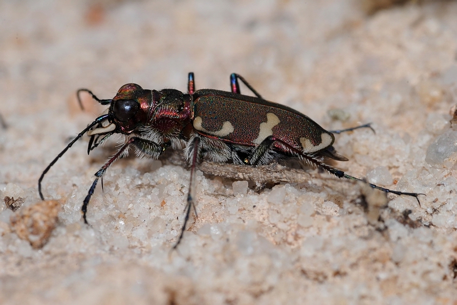 Dünen-Sandlaufkäfer (Cicindela hybrida)