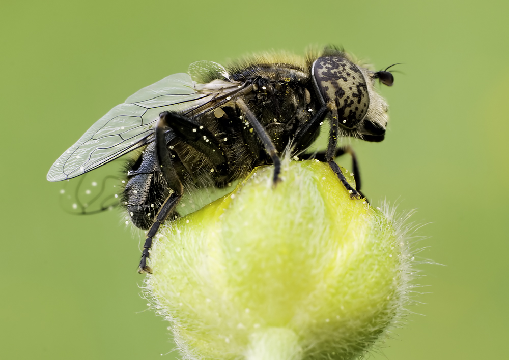 Schwarzfleckaugenschwebfliege