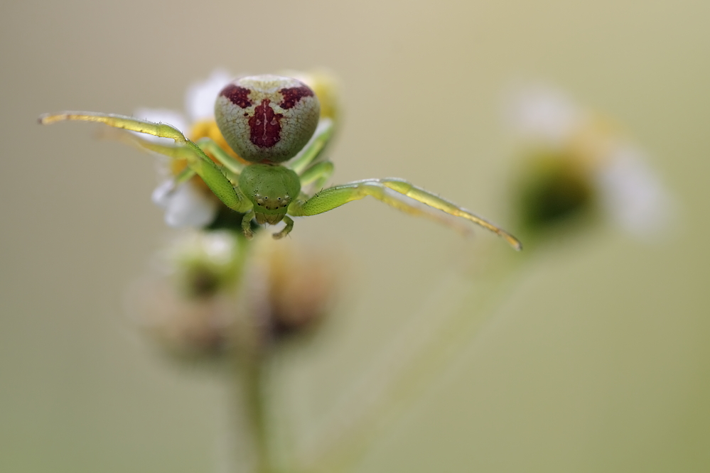 kleine spinne