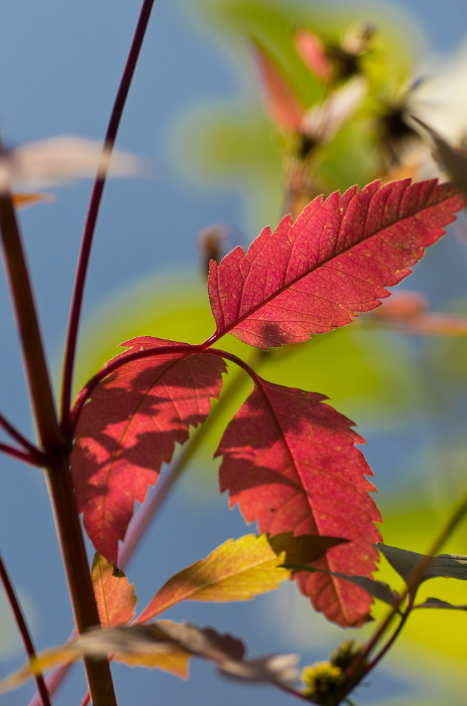 Der Herbst