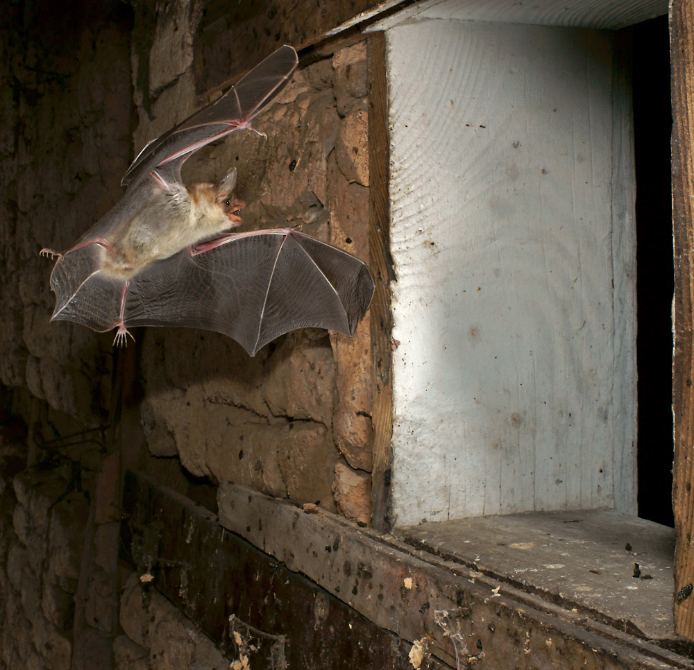 Myotis myotis