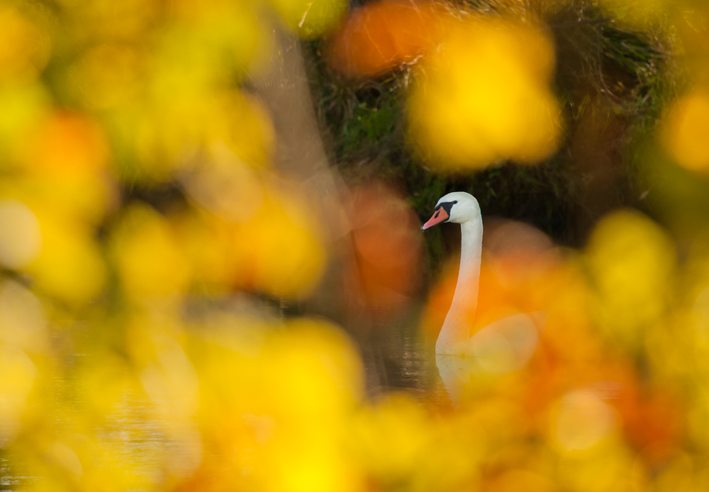 Schwan im goldenen Fenster