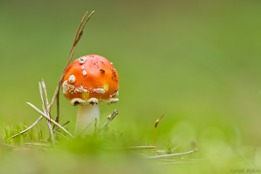 Fliegenpilz im Mooswald