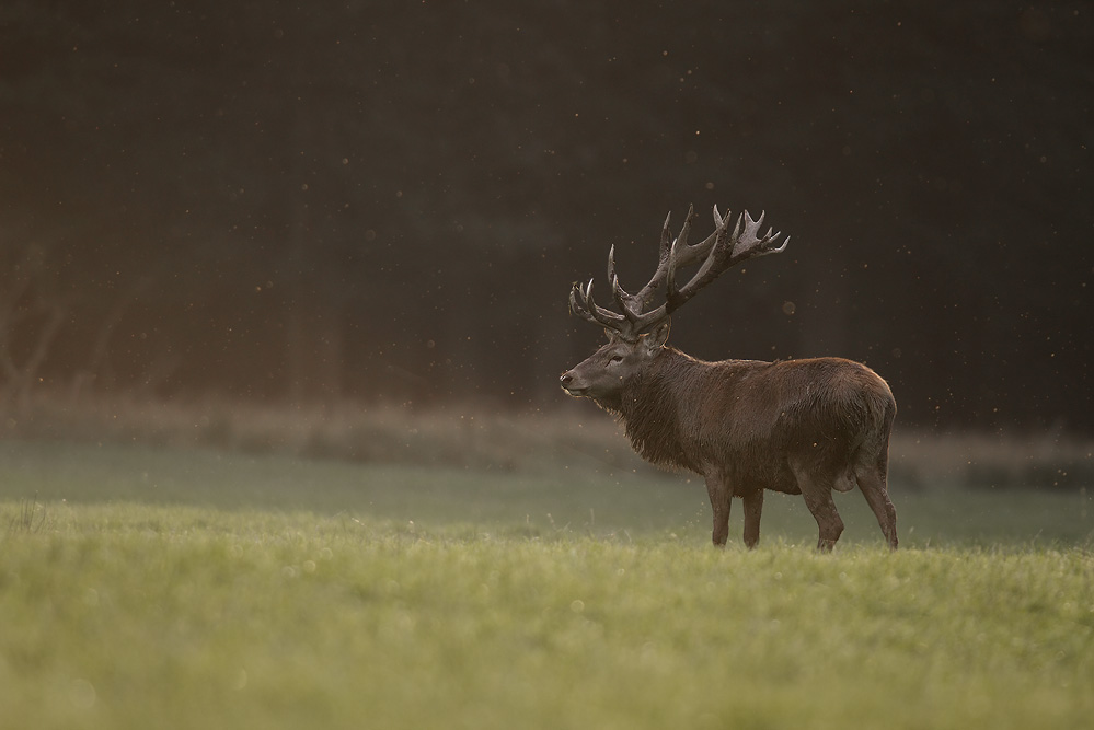 Hirsch im Gegenlicht