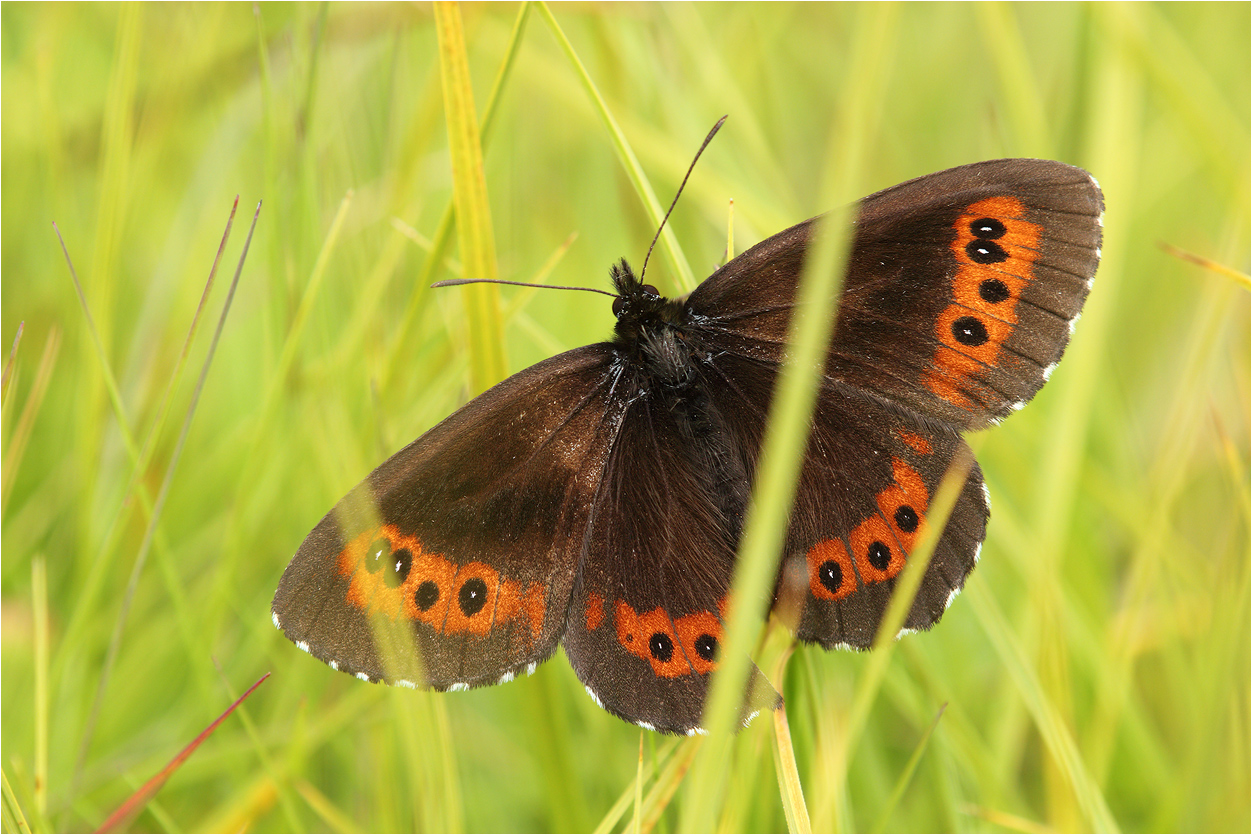 Erebia ligea