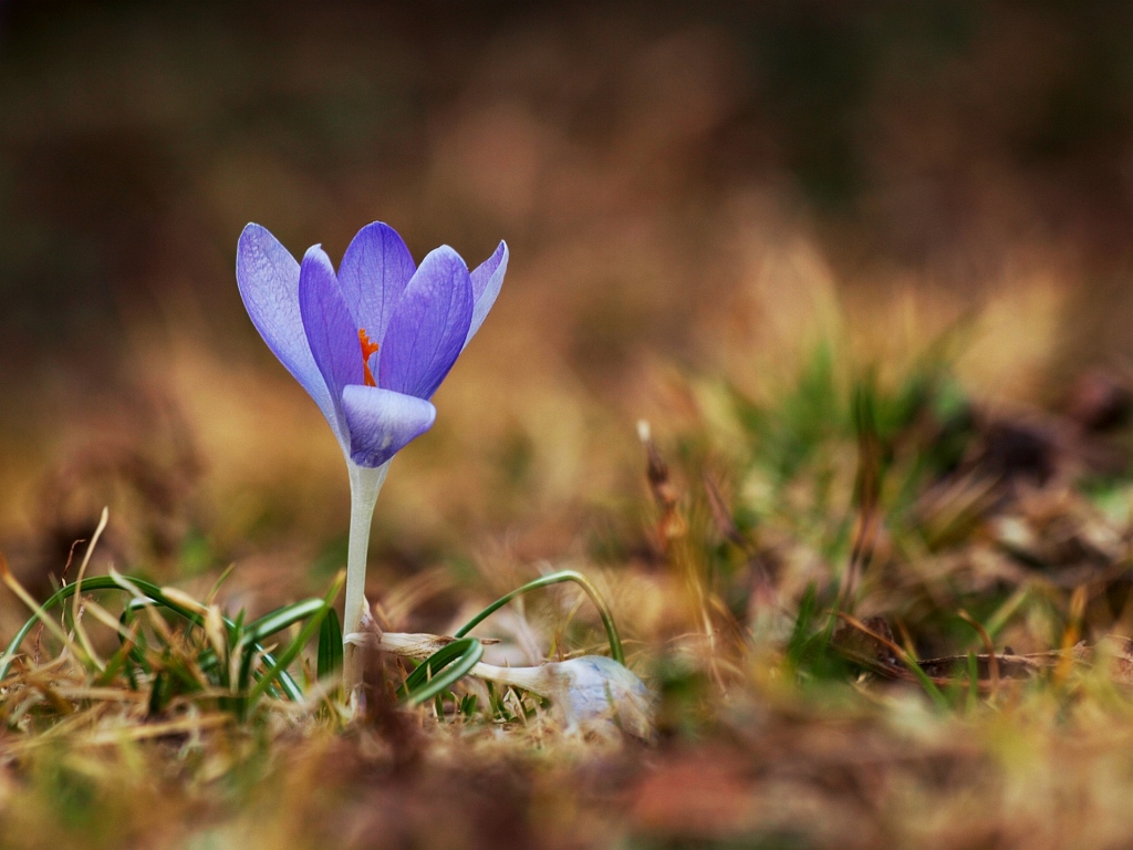 Wilder Krokus