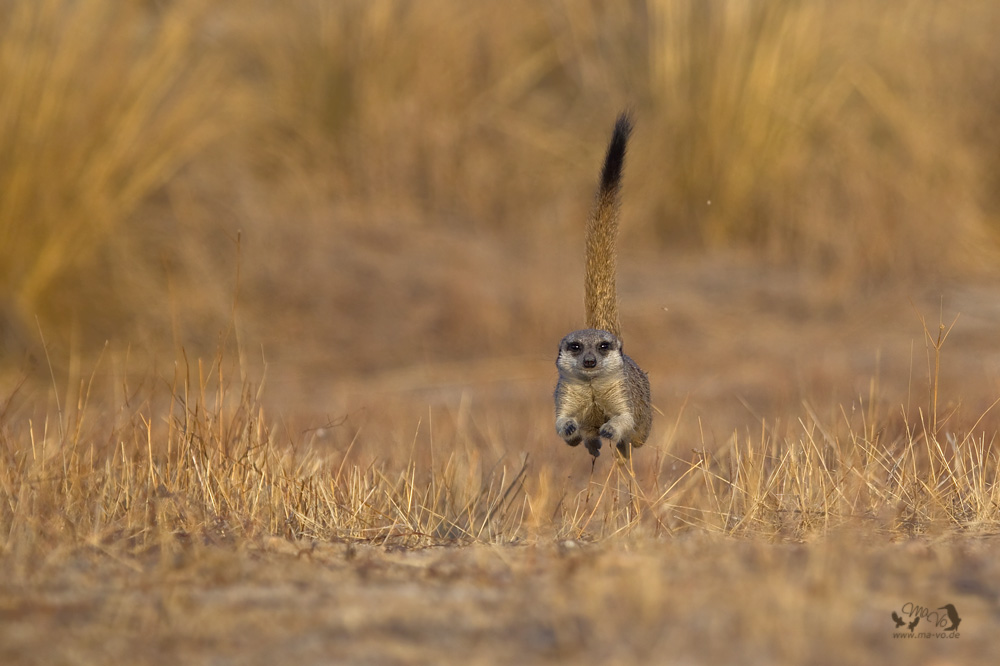 Speedy
