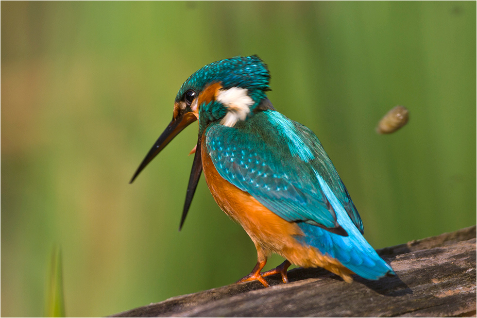 Eisvogel wirft Gewölle aus