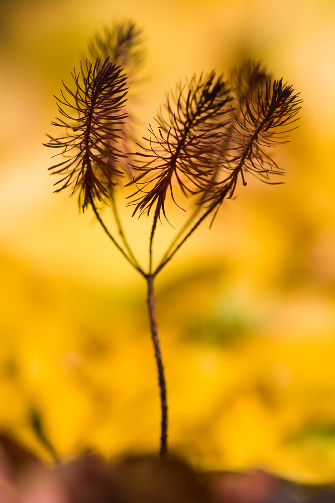 Feuerbaum