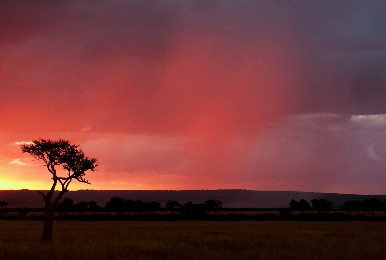 The last tree - der letzte Baum ?