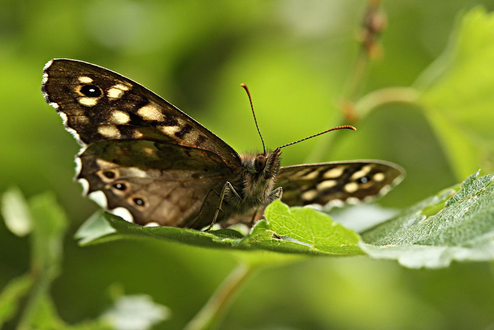 Schmetterling