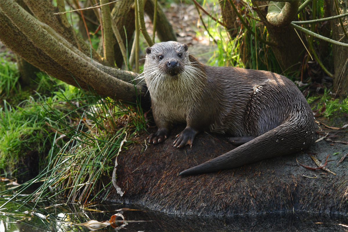 Fischotter (Forum für Naturfotografen)