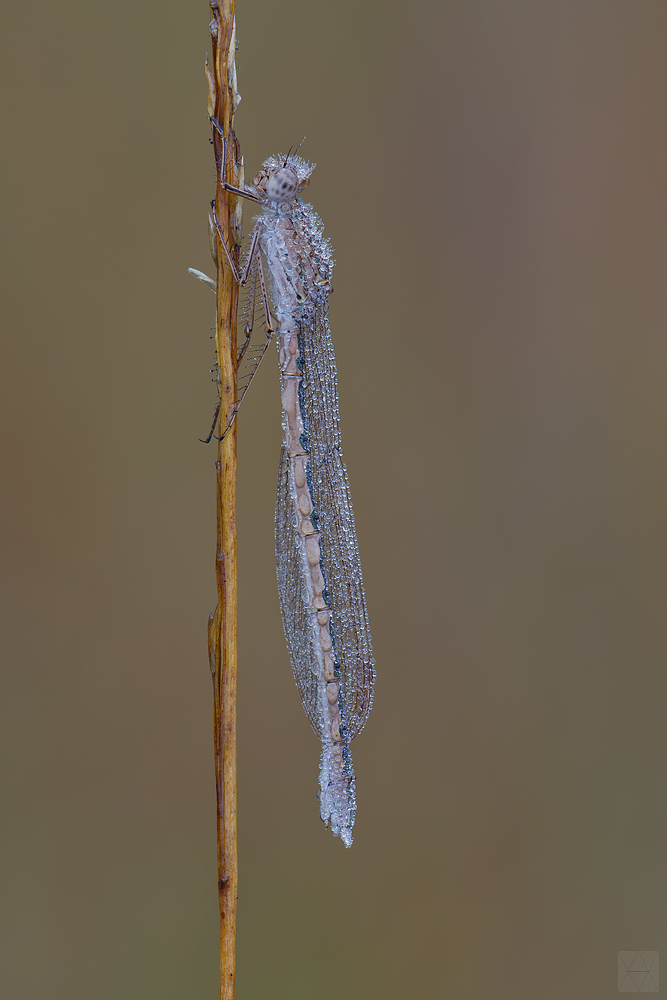 Eine Libelle macht noch keinen Winter...