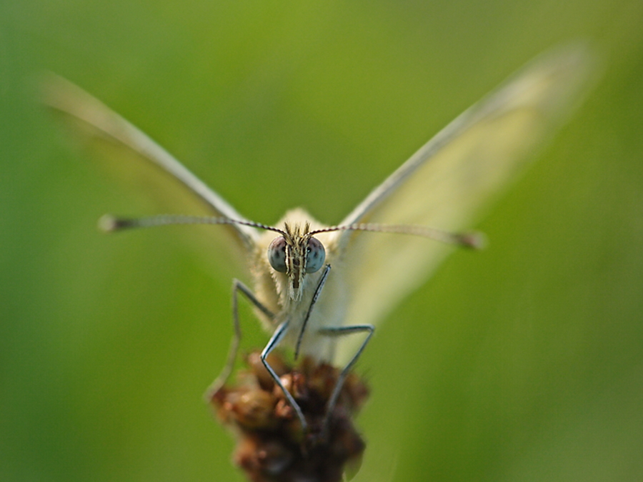 Weißling frontal