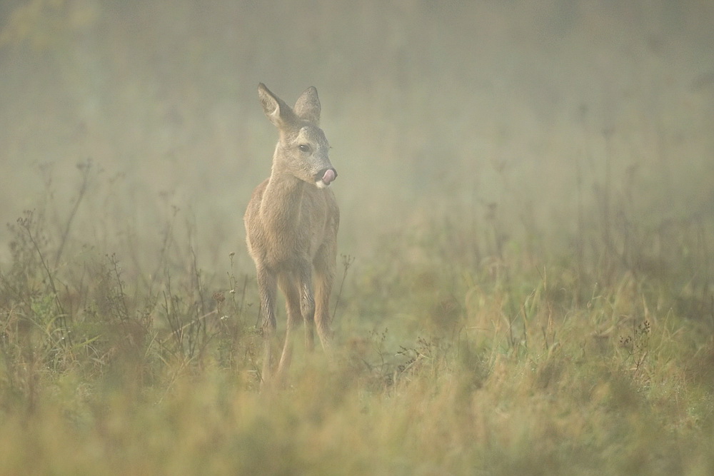 "morgendlicher Nebel"