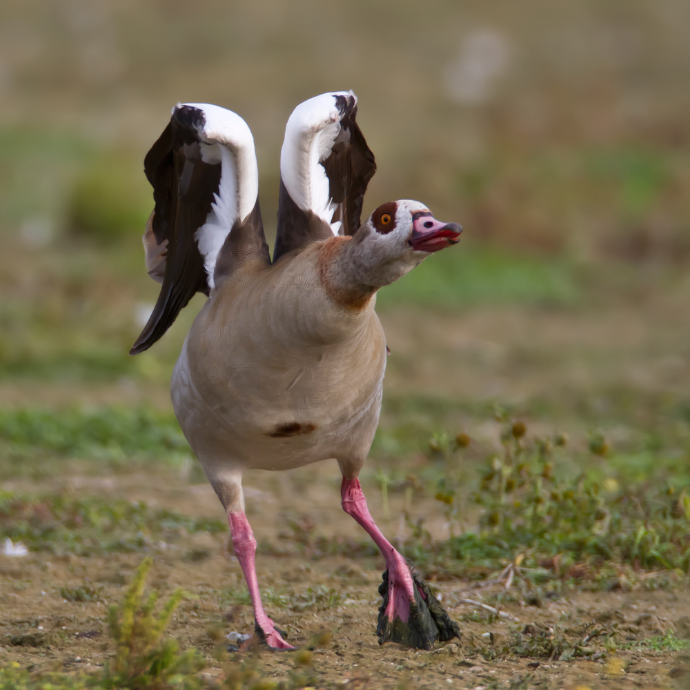 drohende Nilgans (Alopochen aegyptiacus)