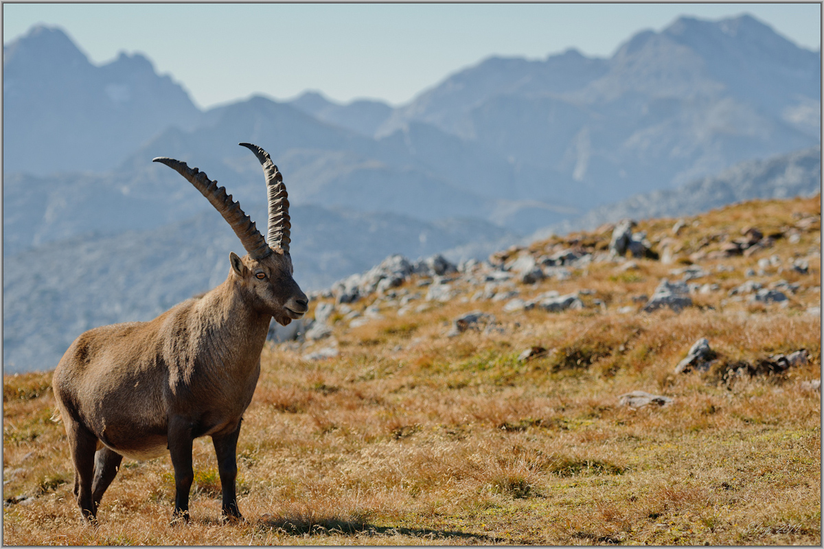 Alpensteinbock