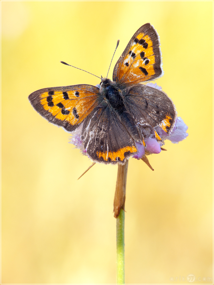 Kleiner Feuerfalter - Lycaena phlaeas