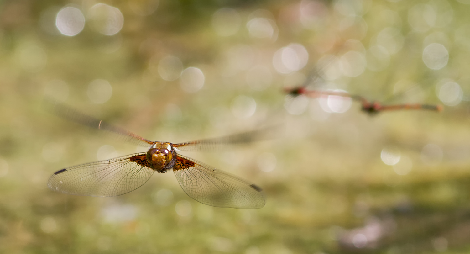 Libellula depressa