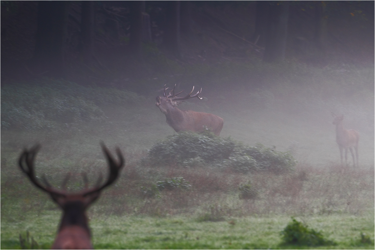 Im Morgennebel