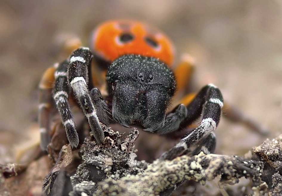 Rote Röhrenspinne (Eresus kollari) - Reloaded