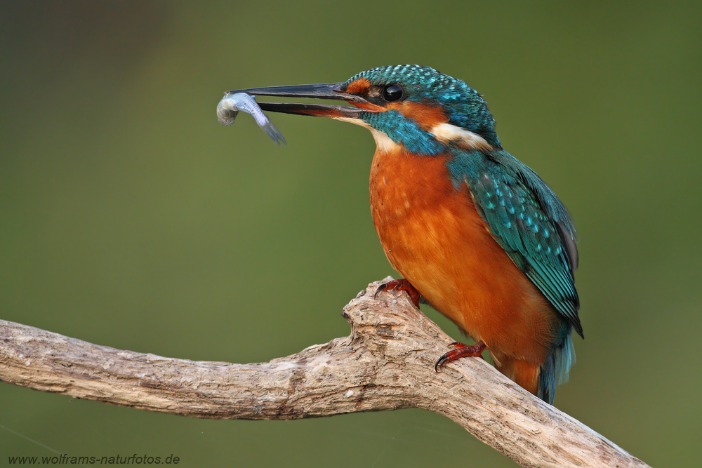 Eisvogel (Alcedo atthis)