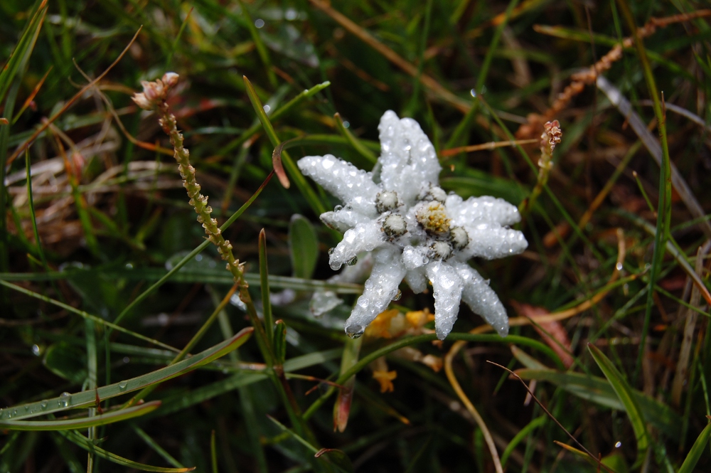 Edelweiss