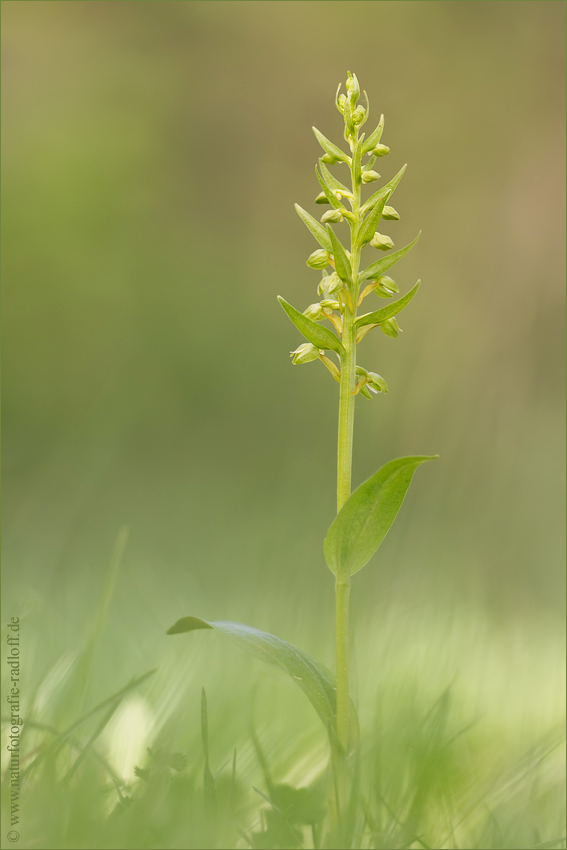 ~Coeloglossum viride~