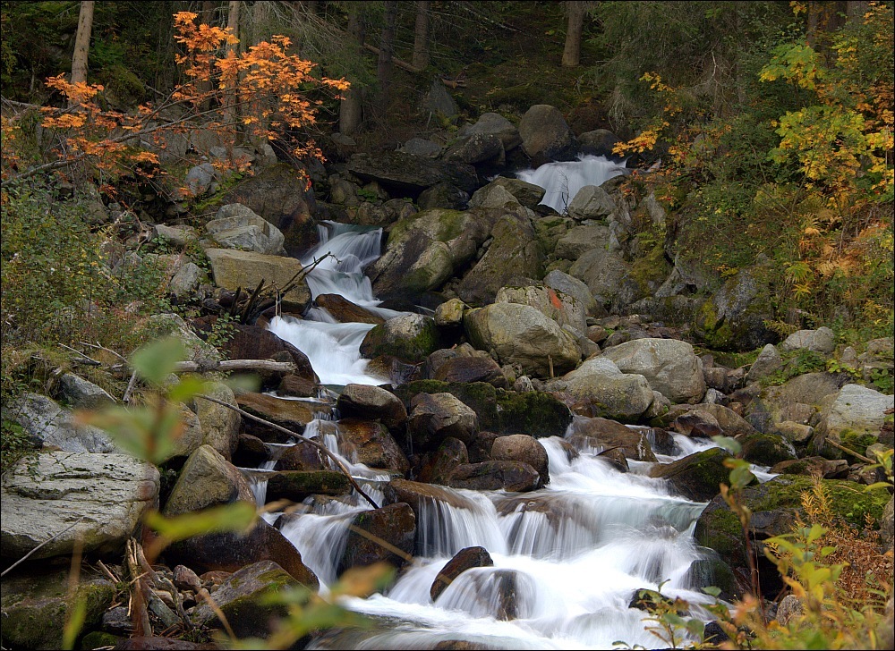 Das Wildbachrauschen