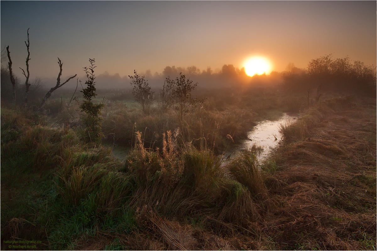 Herbstliches Moor