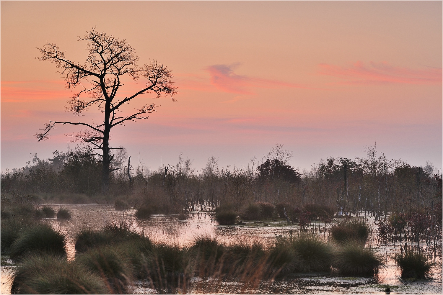 Goldenstedter Moor