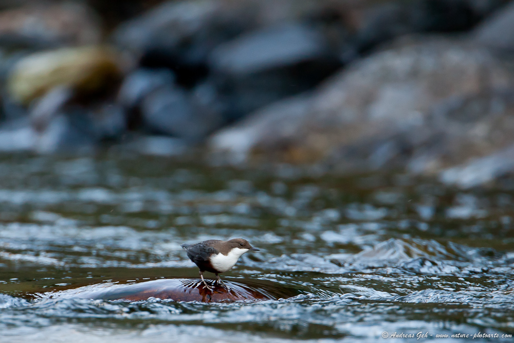 Wasser-Habitat