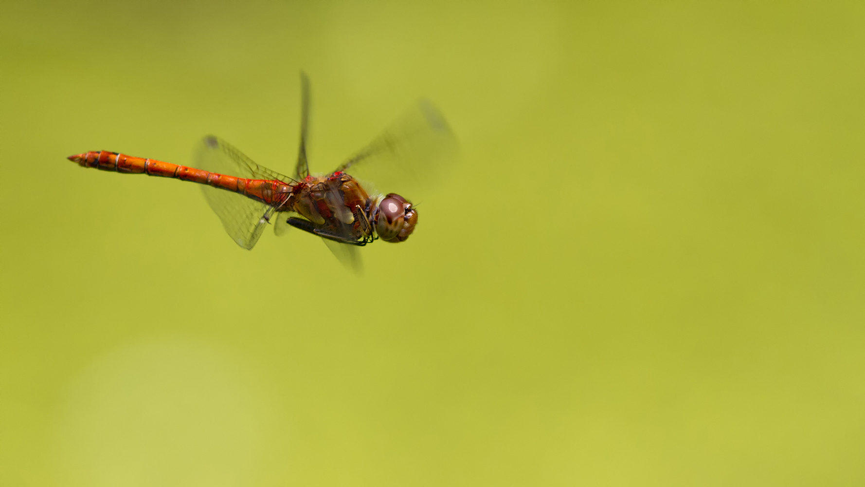 Sympetrum striolatum