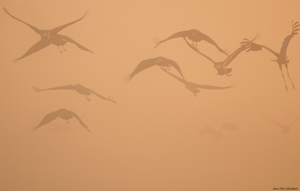 Kraniche im Nebel