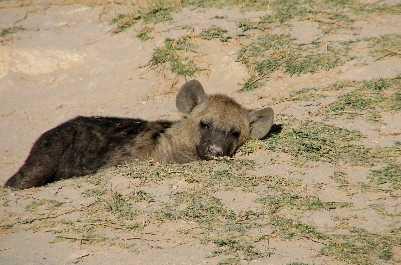 Hyänen mon amour - Ndoha Plain - Serengeti - Tanzania