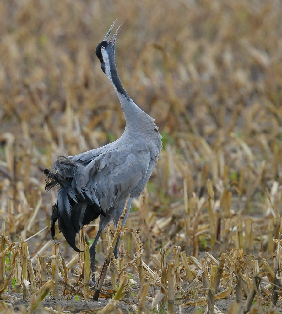 Am Bodden 3