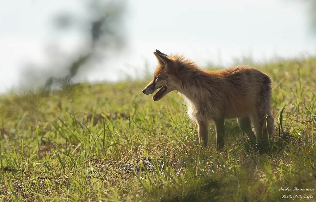 Jungfuchs