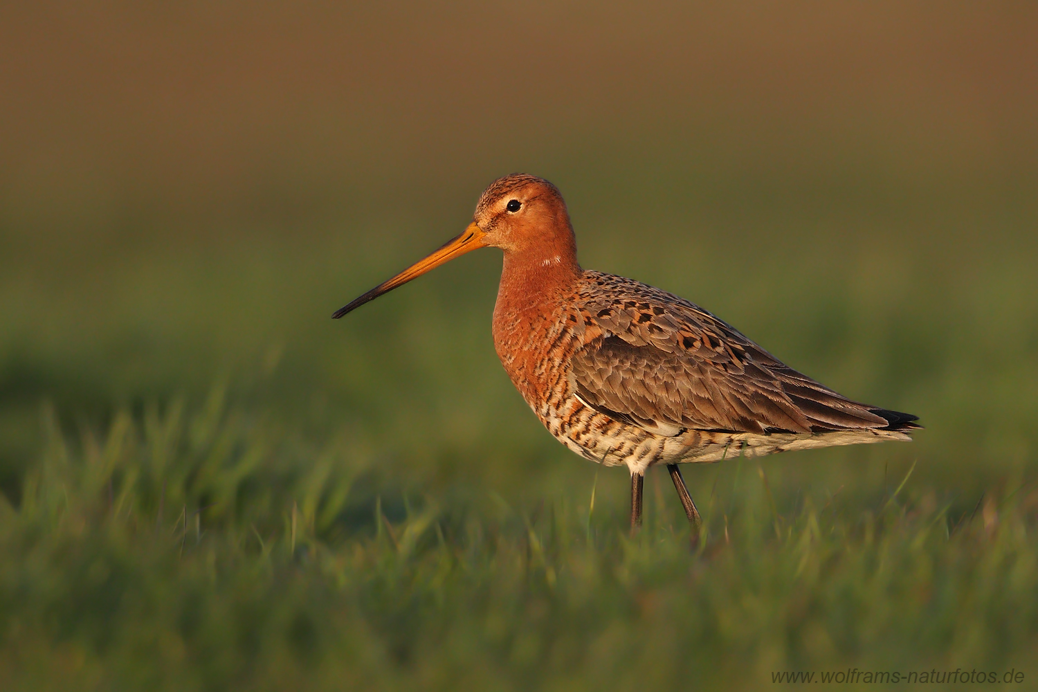 Uferschnepfe (Limosa limosa)