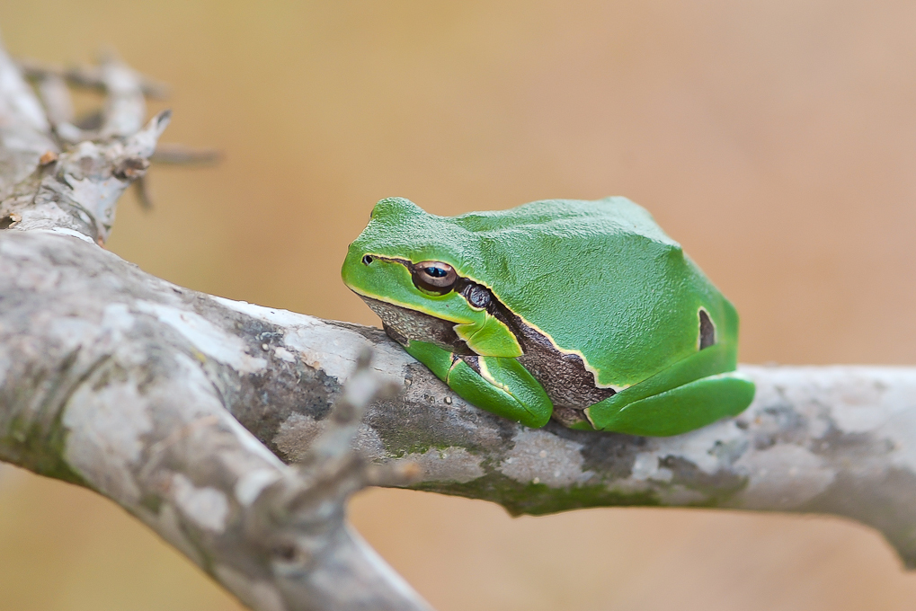 Griechischer Laubfrosch