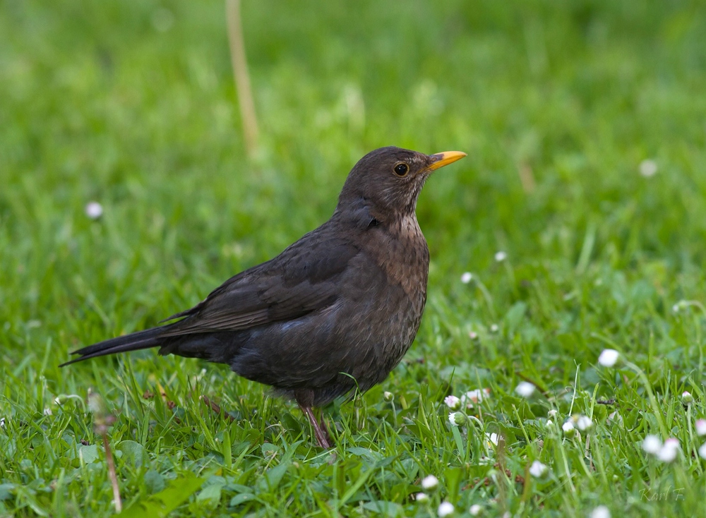 Eine Amsel