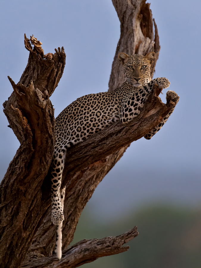 Abends in der Masai Mara