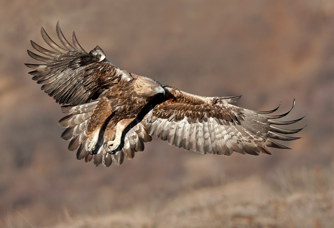 Aquila chrysaetos