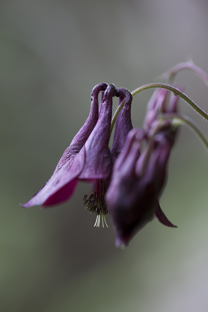 Dunkle Akelei, aquilegia atrata