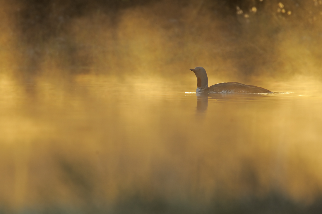 Sterntaucher bei Sonnenaufgang