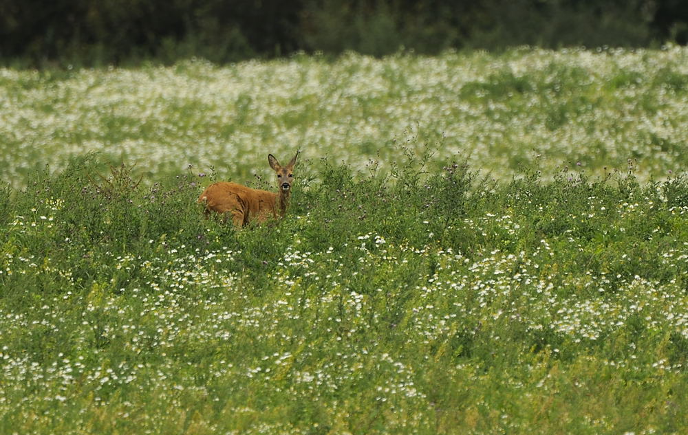 Blumenwiese