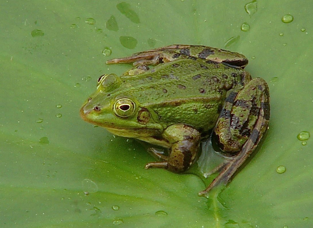 Frosch im Grünen (Forum für Naturfotografen)