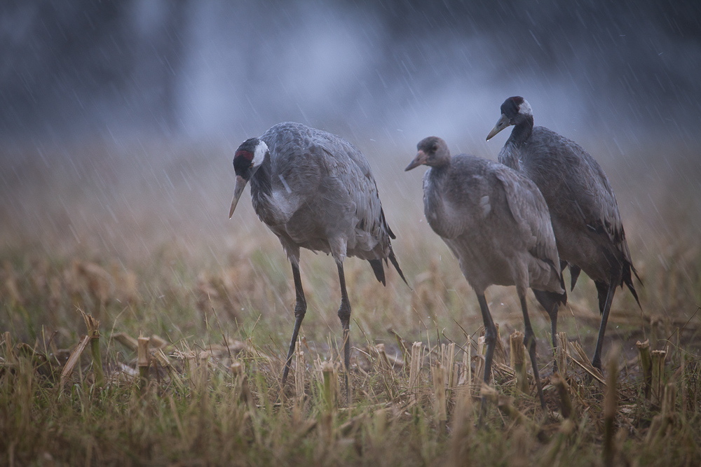 Kraniche im Regen