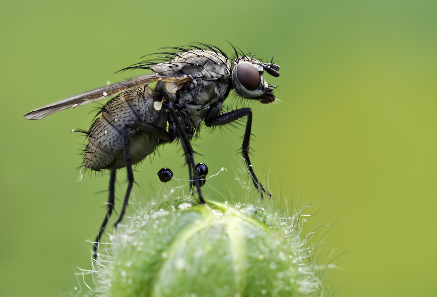 Nur 'ne Fliege (Forum für Naturfotografen) Nur 'ne Fliege (Forum für Naturfotografen)