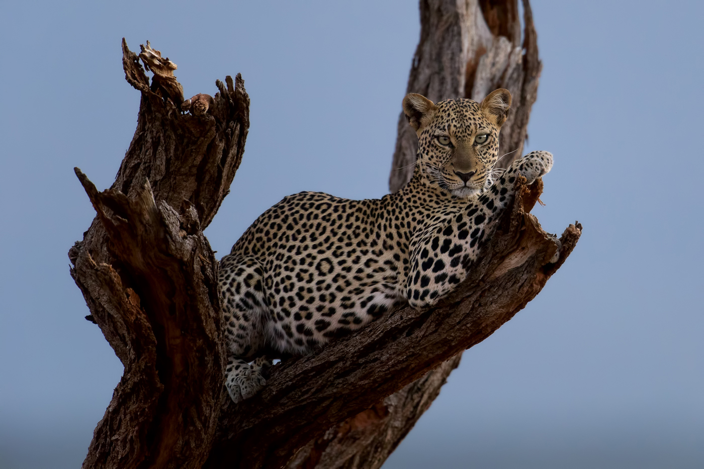 Abends im Samburu
